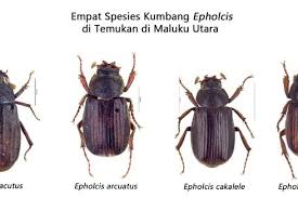 Kumbang baru di Maluku Utara